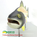 A30(12011) Zoology 5 parts Anatomy of Typical Bony Fish 12011